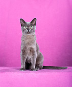 CAT 02 CH0120 01
Burmese Dilute Blue Sitting In Pink Studio