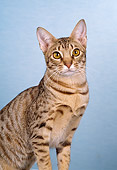 CAT 02 CH0121 01
Ocicat Chocolate Spotted Sitting In Studio