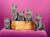 CAT 02 CH0122 01
Chartreux Blue Cats Sitting In Basket In Purple Studio