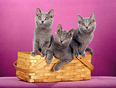 CAT 02 CH0123 01
Chartreux Blue Cats Sitting In Basket In Purple Studio