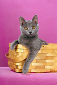 CAT 02 CH0124 01
Chartreux Blue Sitting In Basket In Purple Studio