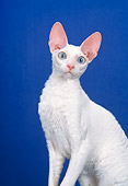 CAT 02 CH0125 01
Cornish Rex White Sitting In Blue Studio