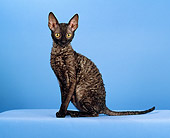 CAT 02 CH0126 01
Cornish Rex Black Smoke Sitting In Blue Studio