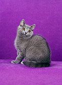 CAT 02 CH0127 01
Chartreux Blue Sitting In Purple Studio