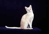 CAT 02 CH0128 01
European Burmese Cream Sitting In Studio