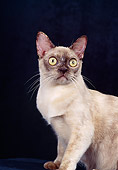 CAT 02 CH0129 01
European Burmese Chocolate Tortie In Studio