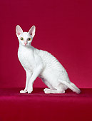CAT 02 CH0130 01
Cornish Rex White Sitting In Red Studio