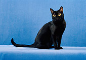 CAT 02 CH0131 01
Bombay Black Cat Sitting In Blue Studio
