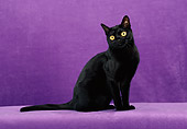 CAT 02 CH0132 01
Bombay Black Cat Sitting In Purple Studio