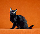 CAT 02 CH0133 01
Bombay Black Cat Sitting In Orange Studio