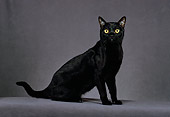 CAT 02 CH0134 01
Bombay Black Cat Sitting In Gray Studio