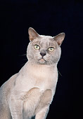 CAT 02 CH0135 01
Close-Up Of Burmese Dilute Platinum Sitting In Studio
