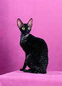 CAT 02 CH0136 01
Cornish Rex Black Smoke Sitting In Pink Studio