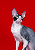 CAT 02 CH0137 01
Cornish Rex Black, Smoke And White Sitting In Red Studio