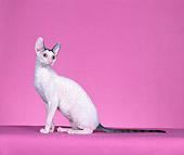CAT 02 CH0138 01
Cornish Rex Blue And White Van Sitting In Pink Studio