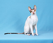 CAT 02 CH0139 01
Cornish Rex Calico Sitting In Light Blue Studio