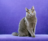 CAT 02 CH0140 01
Chartreux Blue Sitting In Violet Studio