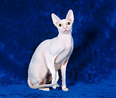 CAT 02 CH0141 01
Cornish Rex White Sitting In Blue Studio