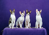 CAT 02 CH0142 01
Group Of Cornish Rex Cats Sitting In Violet Studio
