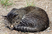 CAT 02 DS0001 01
Close-Up Of Cat Curled Up Sleeping On Ground
