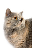 CAT 02 GL0001 01
Head Shot Of Blue Cream British Shorthair On White Seamless