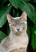CAT 02 GL0003 01
Portrait Of Burmese Cat By Leaves