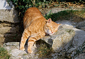 CAT 02 GL0004 01
Orange Tabby Cat Rubbing Head On Rock