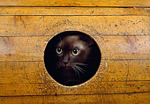CAT 02 GL0005 01
Burmese Cat Peeking Out Of Hole In Wood