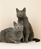 CAT 02 GL0006 01
Two Chartreux Cats Sitting In Studio