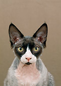 CAT 02 GL0007 01
Head Shot Of Devon Rex In Studio