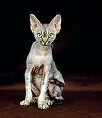 CAT 02 GL0008 01
Devon Rex Sitting In Studio