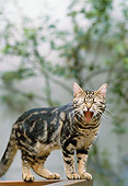 CAT 02 GL0009 01
Cat Standing On Rail Meowing