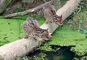 CAT 02 GL0012 01
Two Leopard Cats Hunting For Fish From Log