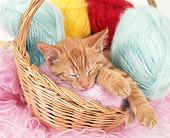 CAT 02 GL0013 01
Orange Tabby Cat Sleeping In Basket Of Yarn
