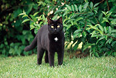 CAT 02 GR0014 01
Black Cat Standing On Grass By Bushes