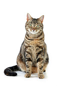CAT 02 JD0009 01
Torbie Cat Sitting On White Seamless