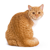 CAT 02 JE0003 01
Orange Tabby And White British Shorthair Sitting On White Seamless