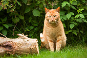CAT 02 JE0011 01
Orange Tabby Cat Sitting On Grass By Log And Shrubs