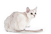 CAT 02 JE0015 01
Burmilla Cat Crouching On White Seamless