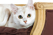 CAT 02 JE0016 01
Head Shot Of Burmilla Cat Laying On Brown Chair Seamless
