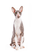 CAT 02 JE0017 01
Cornish Rex Sitting On White Seamless