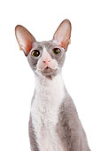 CAT 02 JE0018 01
Head Shot Of Cornish Rex Sitting On White Seamless