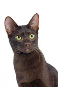 CAT 02 JE0019 01
Head Shot Of Havana Brown Sitting On White Seamless
