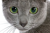 CAT 02 JE0023 01
Close-Up Of Russian Blue's Face On White Seamless