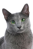 CAT 02 JE0024 01
Head Shot Of Russian Blue On White Seamless