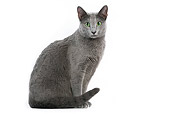 CAT 02 JE0025 01
Russian Blue Sitting On White Seamless