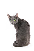 CAT 02 JE0026 01
Russian Blue Sitting On White Seamless