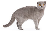 CAT 02 JE0027 01
Scottish Fold Standing On White Seamless