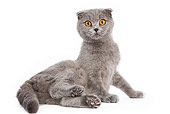 CAT 02 JE0028 01
Scottish Fold Sitting On White Seamless