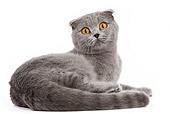 CAT 02 JE0029 01
Scottish Fold Laying On White Seamless